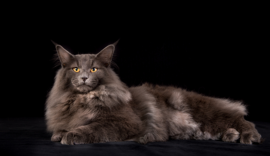 Exploring the Norwegian Forest Cat 